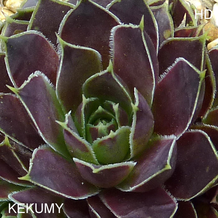 Kekumy / Jovi