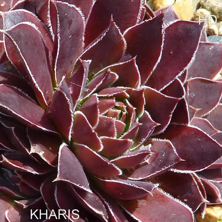 Kharis / Jovi