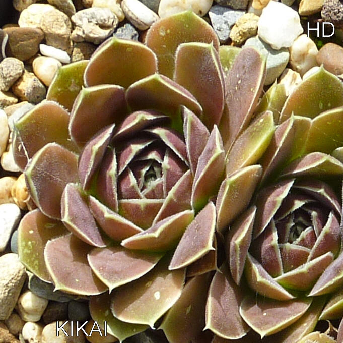 Kikai / Jovi