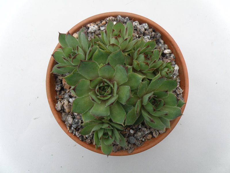 Kimba