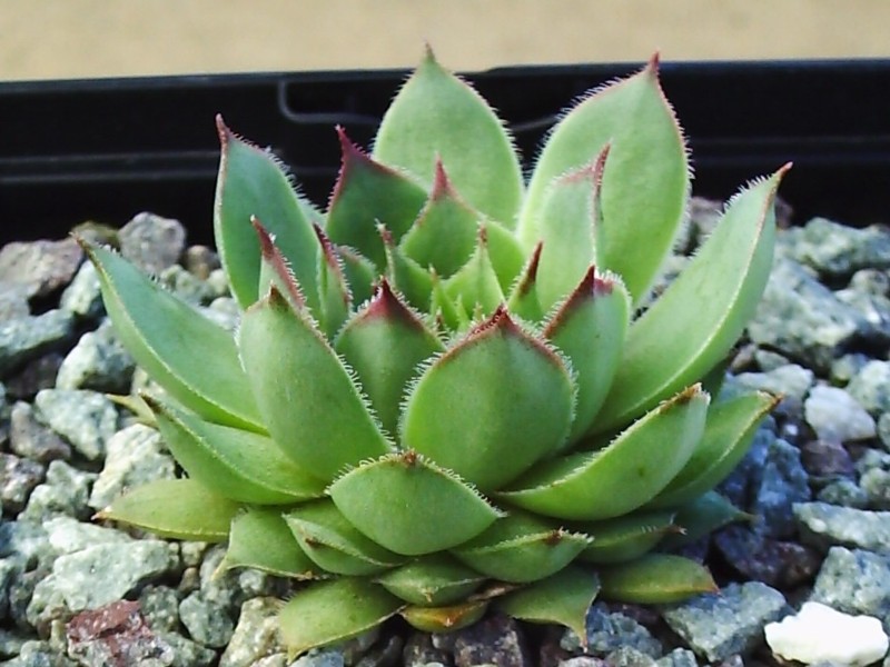 Kimba
