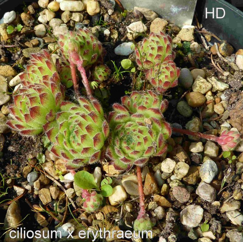 ciliosum x S. marmoreum ssp. erythraeum