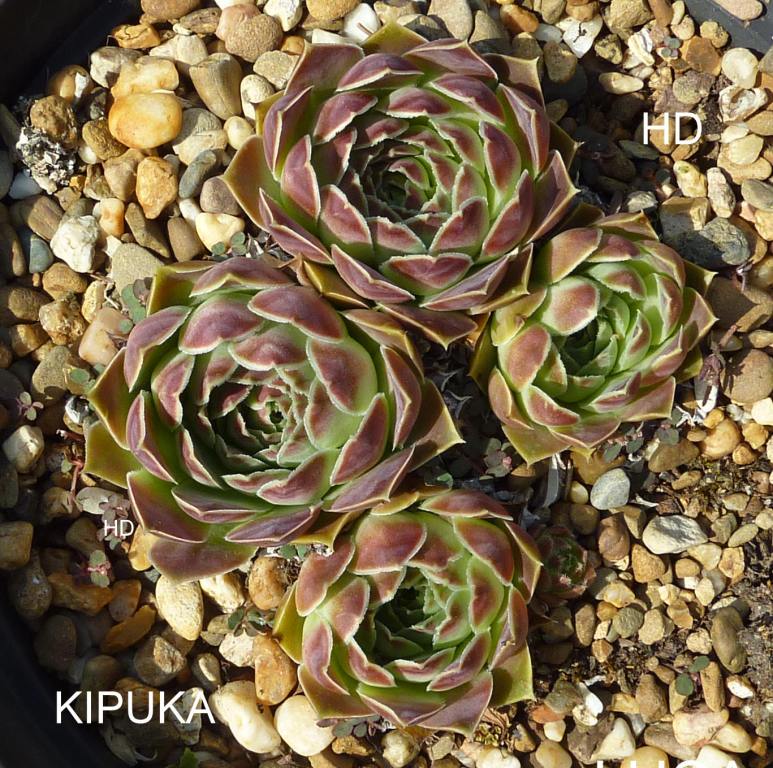 Kipuka / Jovi