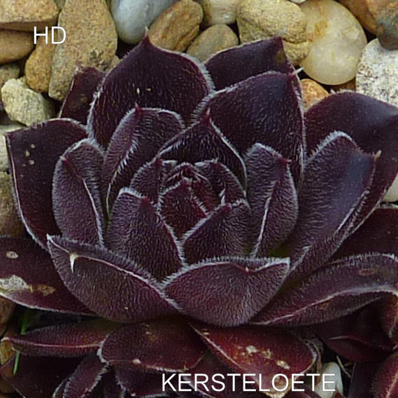 Kersteloete / Jovi
