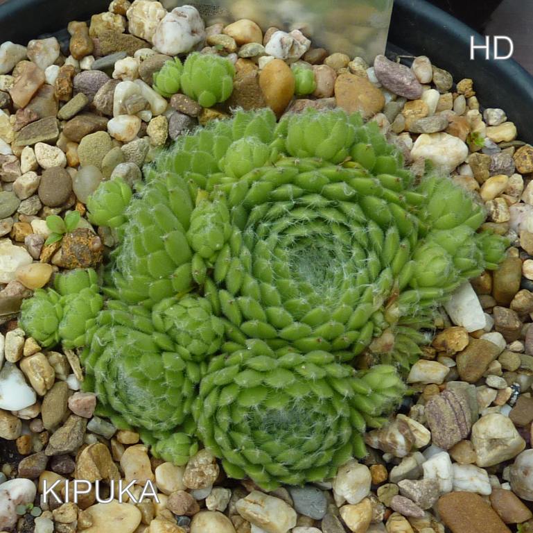 Kipuka