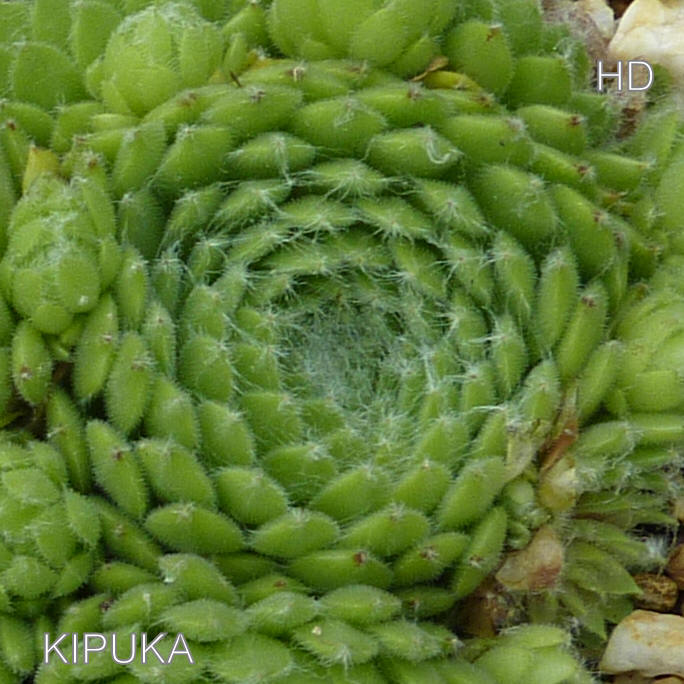 Kipuka