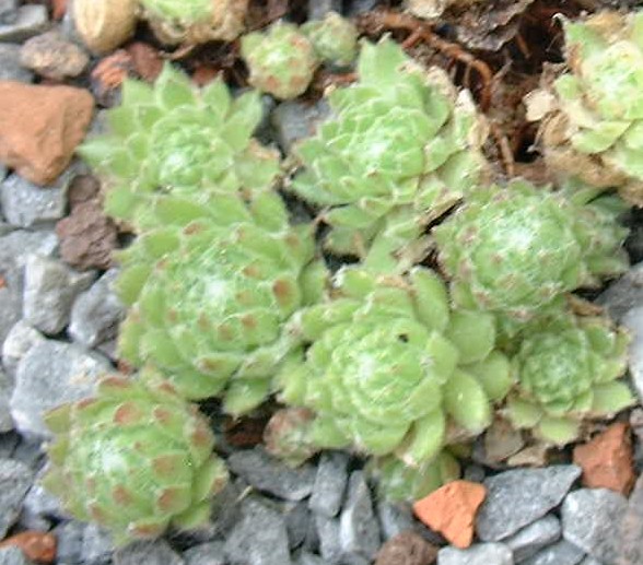 Kipuka