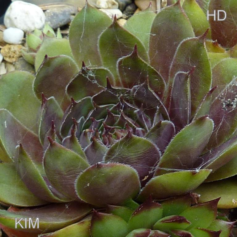 Kim