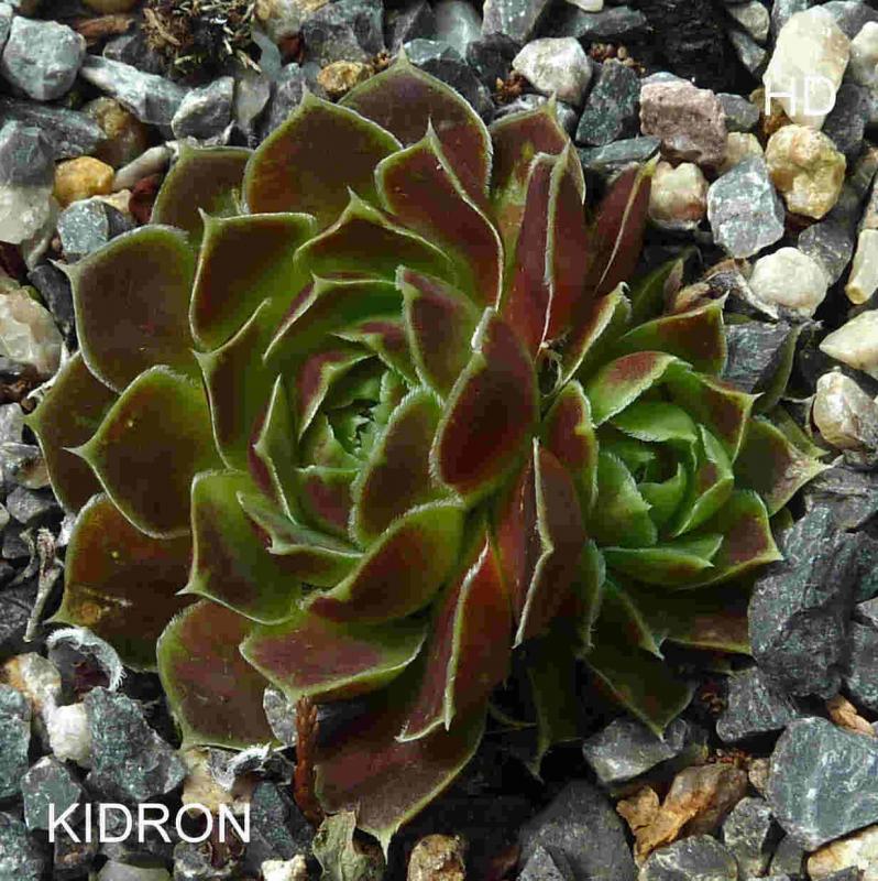 Kidron / Jovi