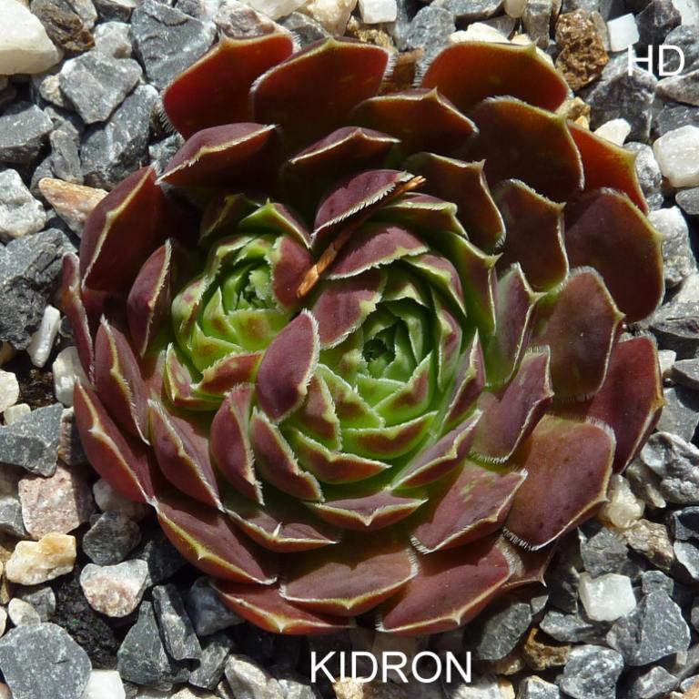 Kidron / Jovi