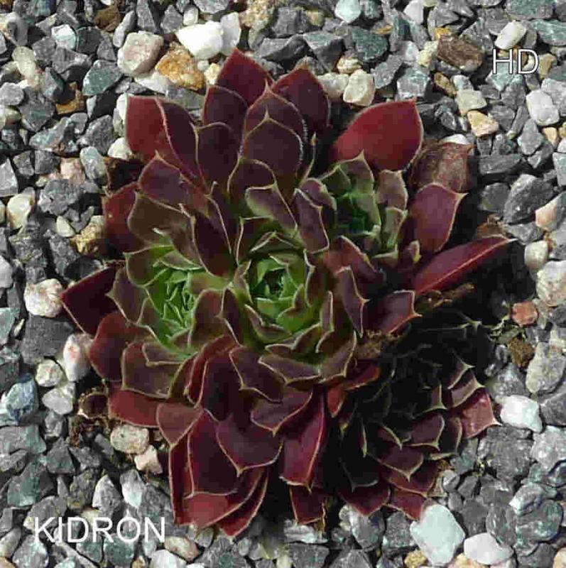 Kidron / Jovi
