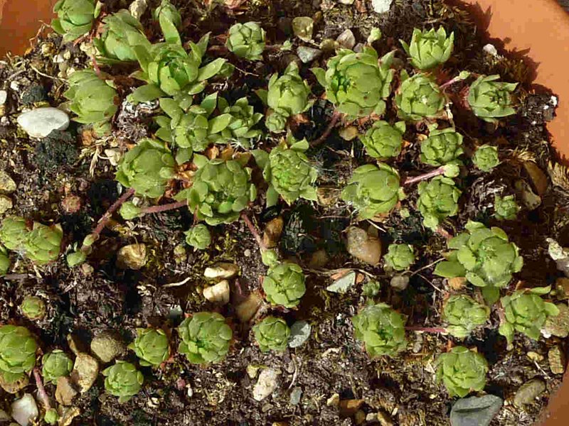 "caucasicum from ""Zachkasar"" (Zachkadsor?)