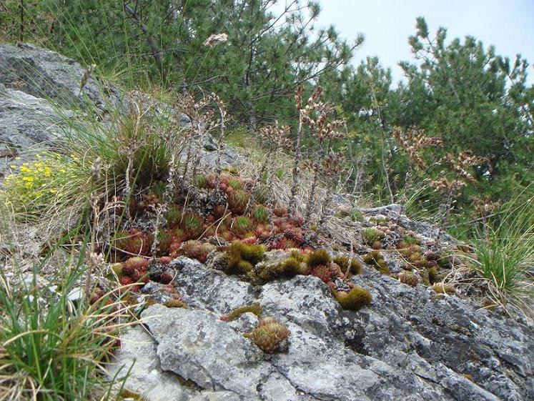 globiferum ssp. hirtum from Žumberačko gorje