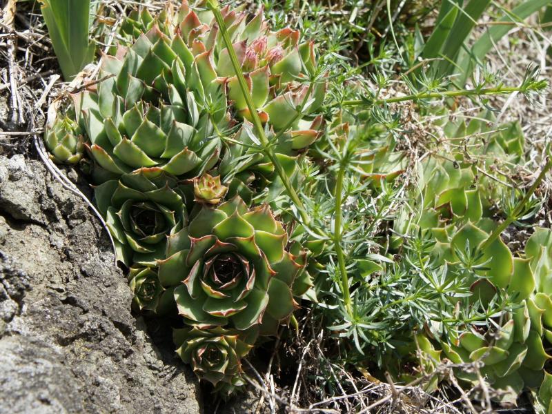 tectorum var. tectorum from Villnösstal (Straße nach Teis)