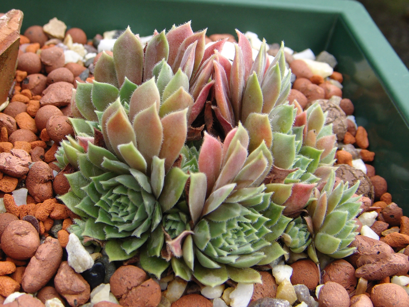 marmoreum ssp. erythraeum