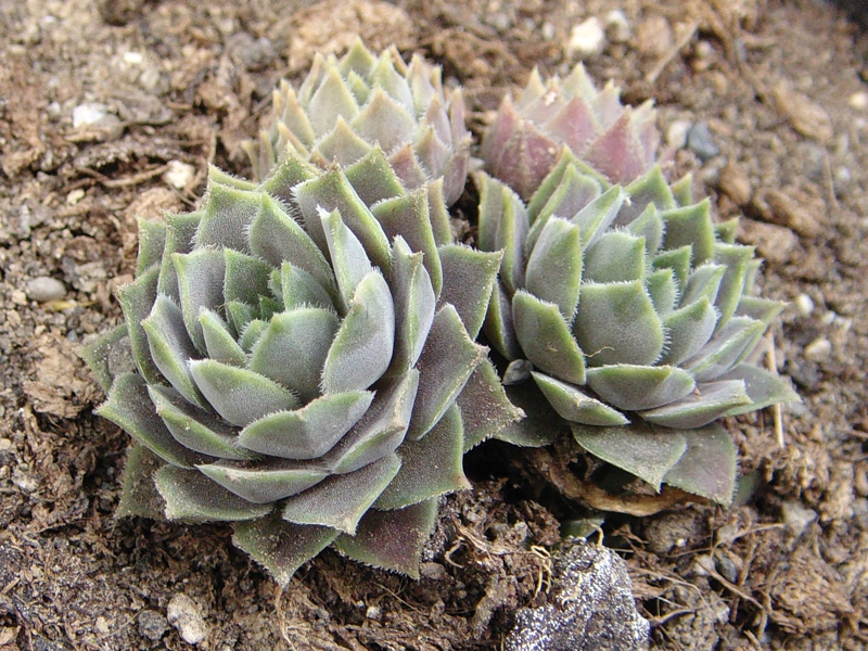 marmoreum ssp. erythraeum