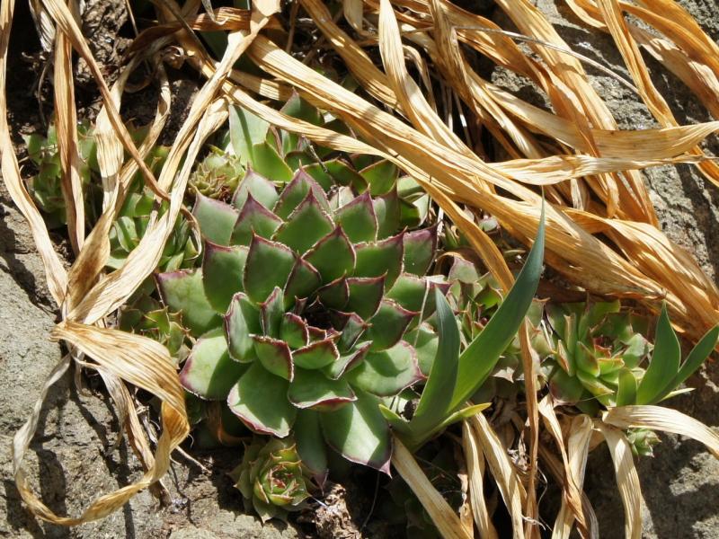 tectorum var. tectorum from Villnösstal (Straße nach Teis)