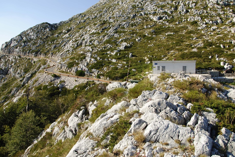 marmoreum ssp. marmoreum (dinaricum) from Veliki Troglav
