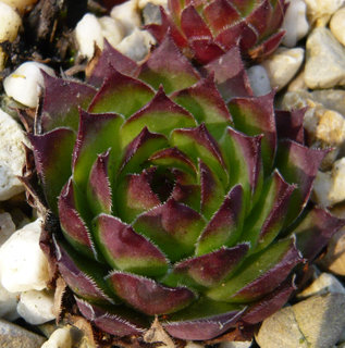 tectorum var. tectorum (affine)