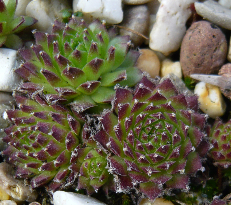 montanum (alpestre)