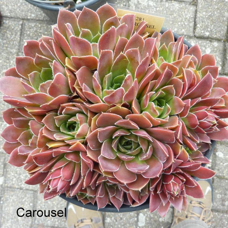 Carousel / Jovi