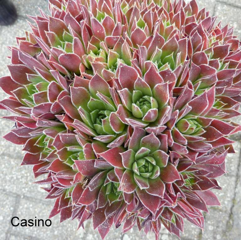 Casino / Jovi
