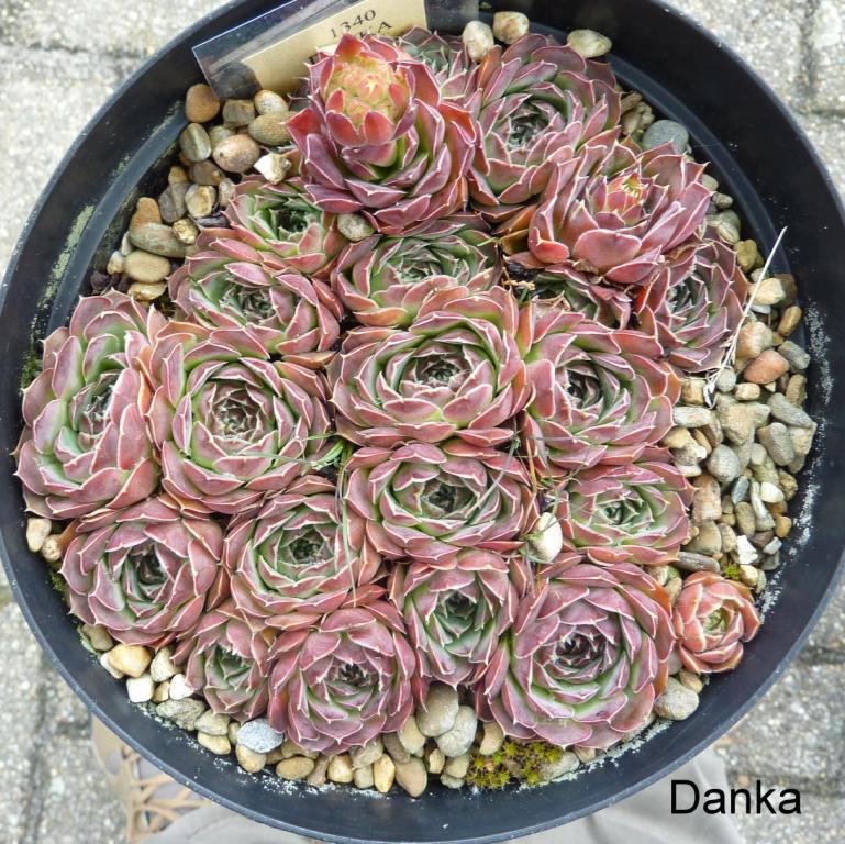 Danka / Jovi