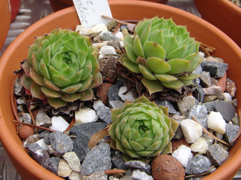 marmoreum ssp. reginae-amaliae