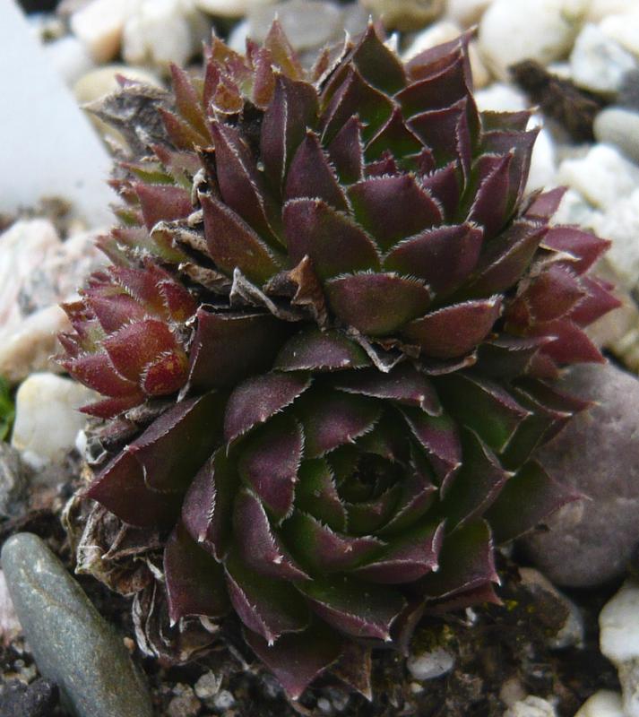 tectorum var. tectorum (andreanum)
