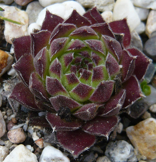 zeleborii