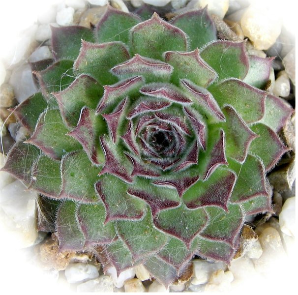 zeleborii