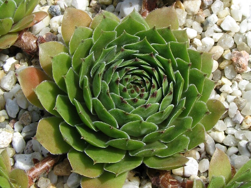 Benala