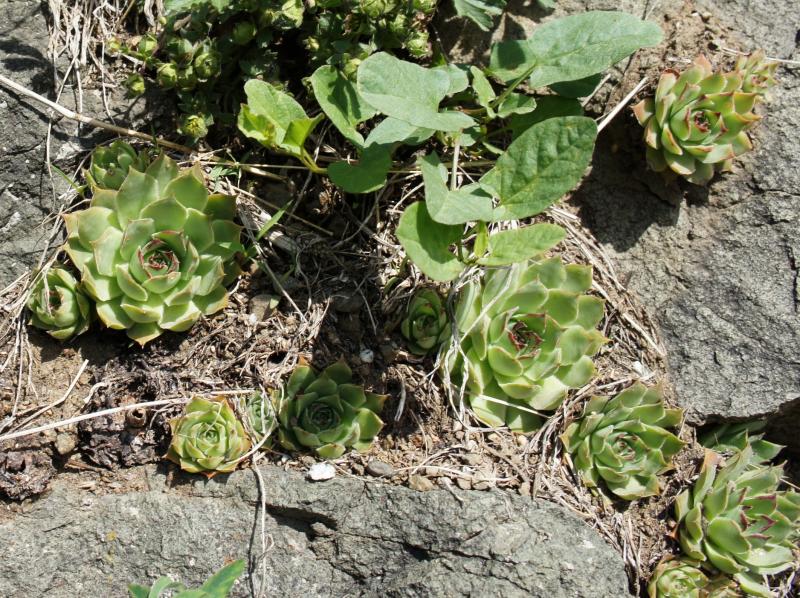 tectorum var. tectorum from Villnösstal (Straße nach Teis)