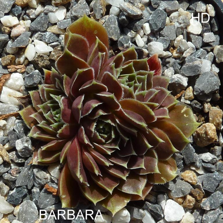 Barbara / Jovi