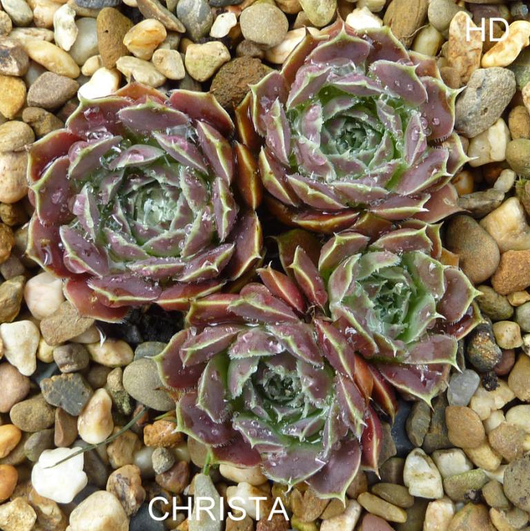 Christa / Jovi