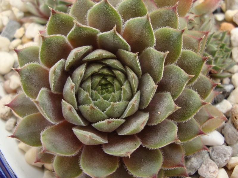 Belladonna