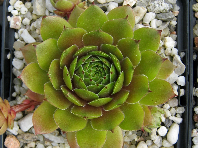 Benala