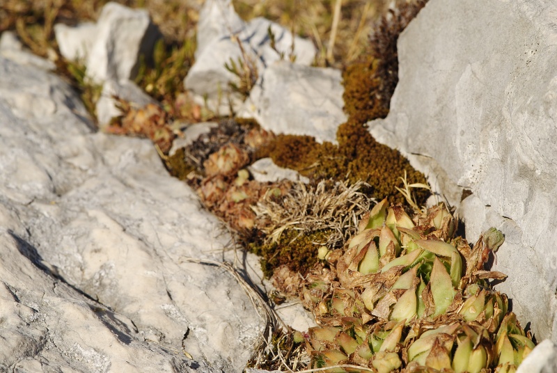 marmoreum ssp. marmoreum (dinaricum) from Veliki Troglav