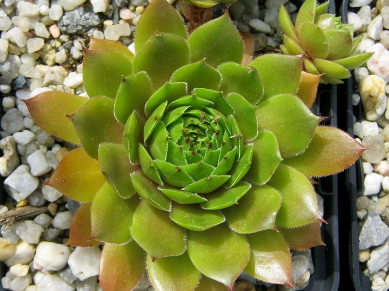 Benala