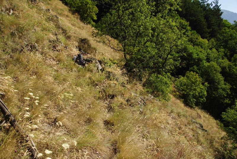 marmoreum ssp. erythraeum from Abhang oberhalb Bačkova Češma