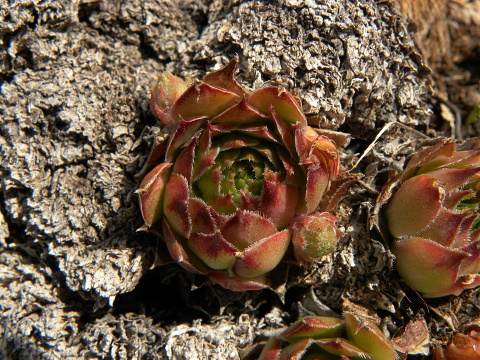tectorum var. tectorum (andreanum) from Torreta de Cadí