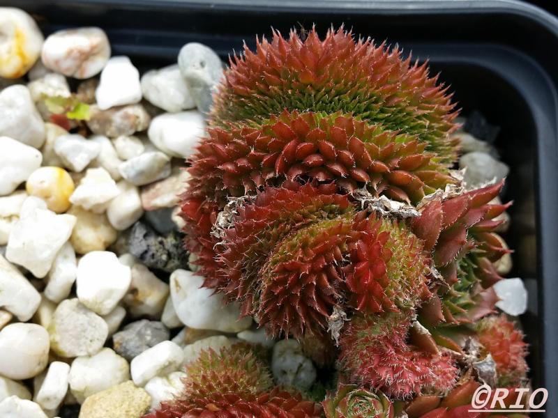 Bedivere Crested