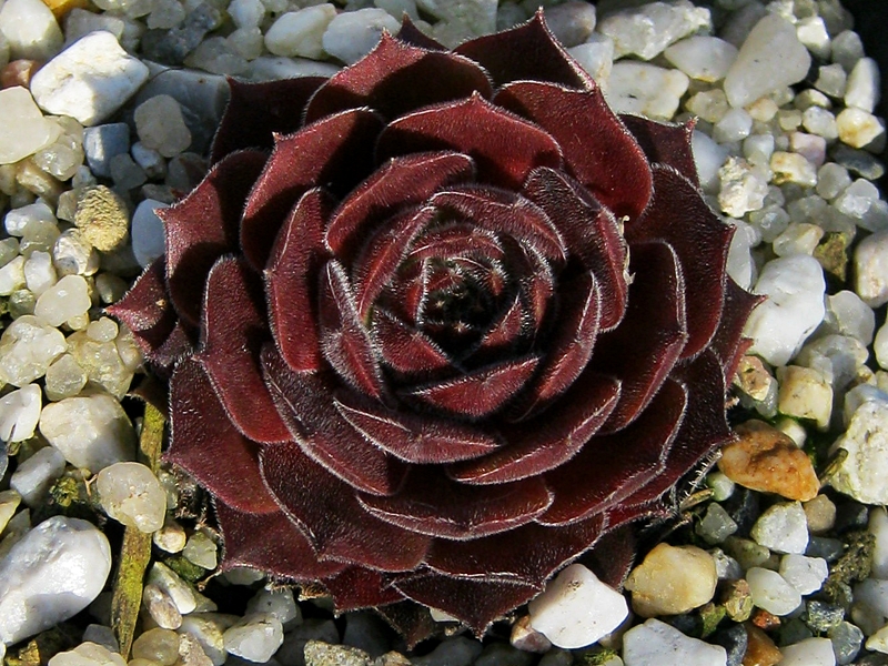 Babylon