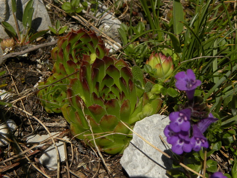 marmoreum ssp. marmoreum from Kom Vasojevićki (Abhang, NW)