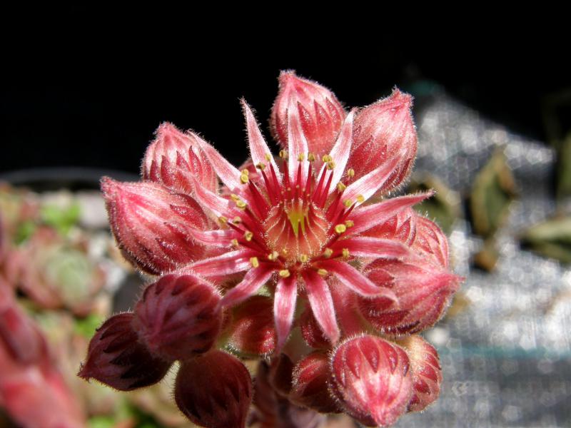Belladonna