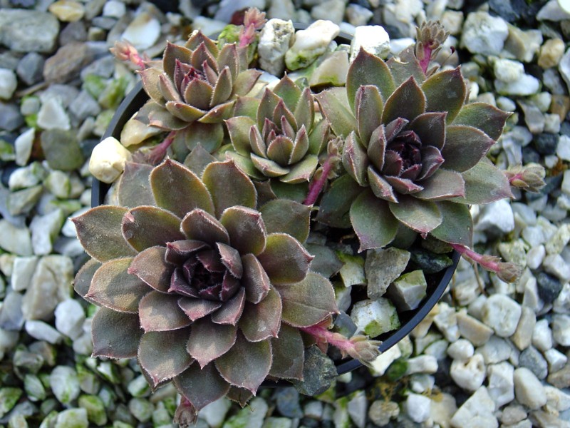 Baby Blush
