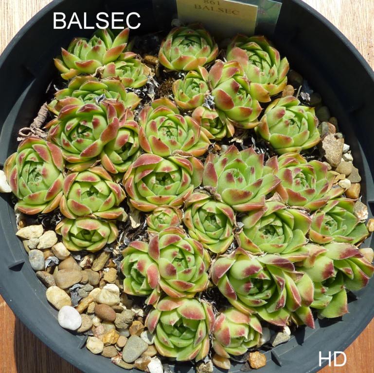 Balsec / Jovi