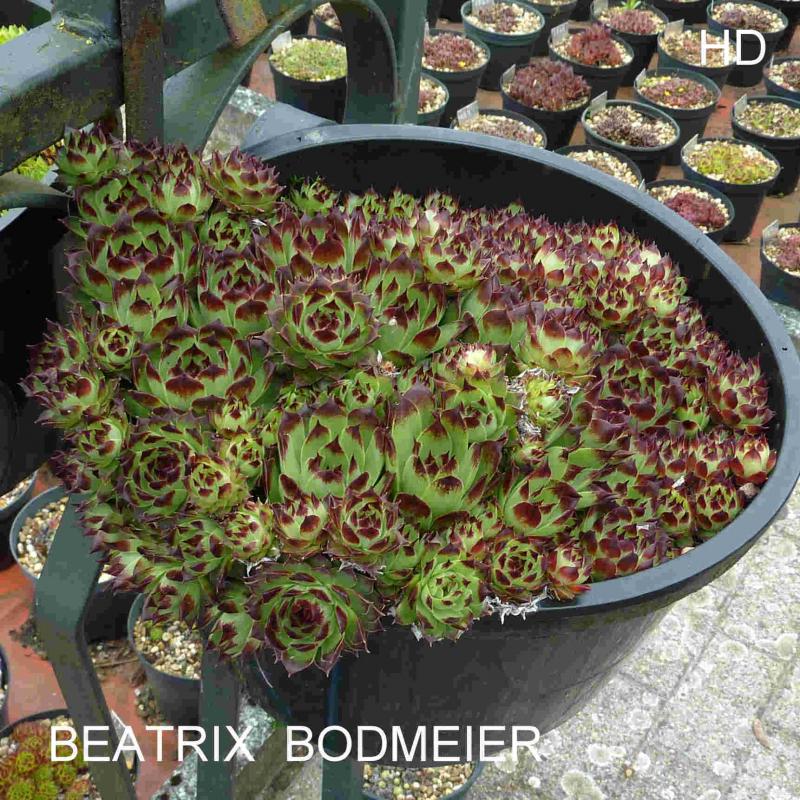 Beatrix Bodmeier