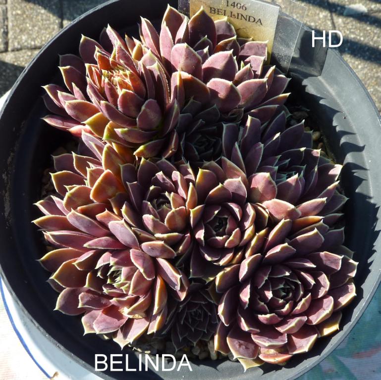 Belinda / Jovi