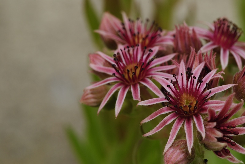 marmoreum ssp. reginae-amaliae (macedonicum) from Ljuboten